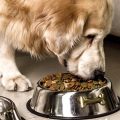 Dog Food