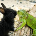 Reptiles and Small Animals