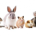 Small Animal Accessories