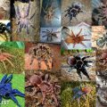 Spider Livestock