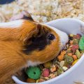 Small Animal Foods