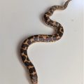 Kenyan Sand Boa Hatchling