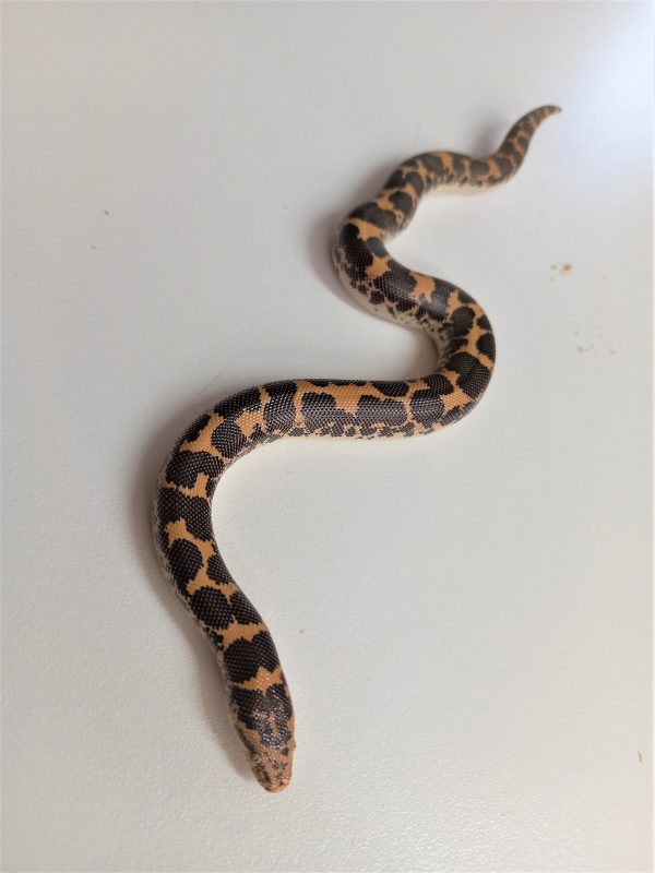 Kenyan Sand Boa Hatchling