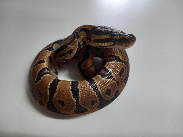 Normal 50% Het Candy Albino Ball Python Hatchling