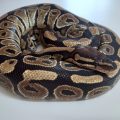 Normal Ball Python Juvenile
