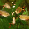 Fish Food