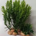 Artificial Plant 147259