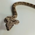 Red Tail Boa Hatchling Female