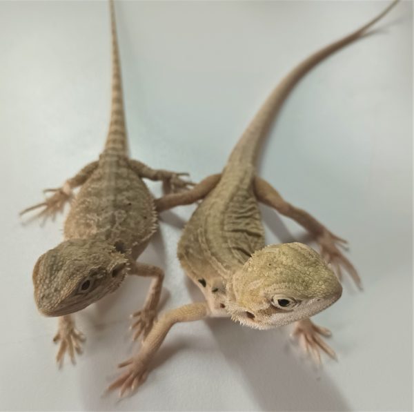 Special Morph