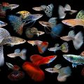 Fish Food And Accessories
