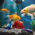 Aquatic Accessories