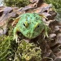 Frog's