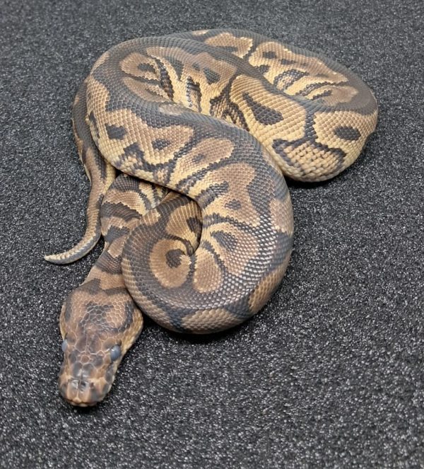 Spot Nose Yellow Belly Clown Ball Python Male – Exotic Pet Store