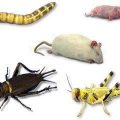 Reptile Feeders