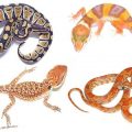 Reptile Accessories