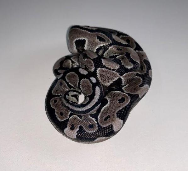 Axanthic Ball Python – Exotic Pet Store