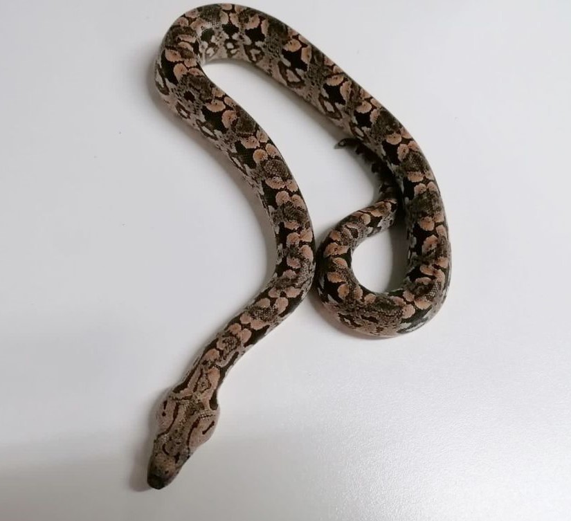 Dumeril’s Boa Male Juvenile – Exotic Pet Store