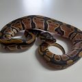 Normal Ball Python Hatchling