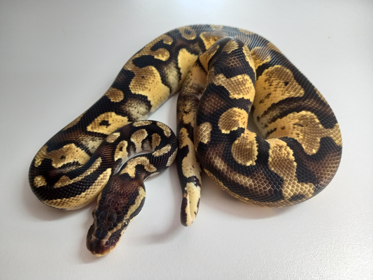 Pastel Ball Python Hatchling Male Exotic Pet Store