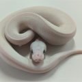 Bell Spider Hatchling Male Ball Python