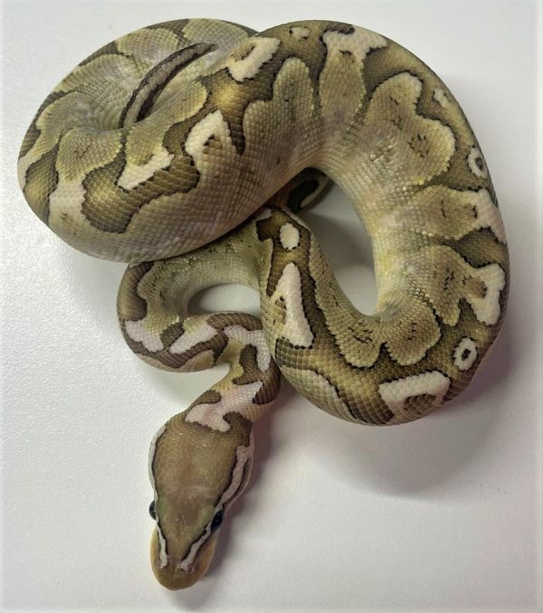 Bamboo Pastel Male Hatchling Ball Python