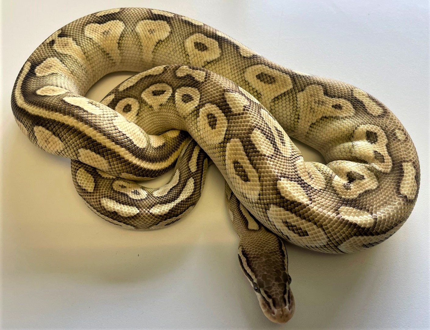 Butter Pastel Ball Python Yearling Female – Exotic Pet Store