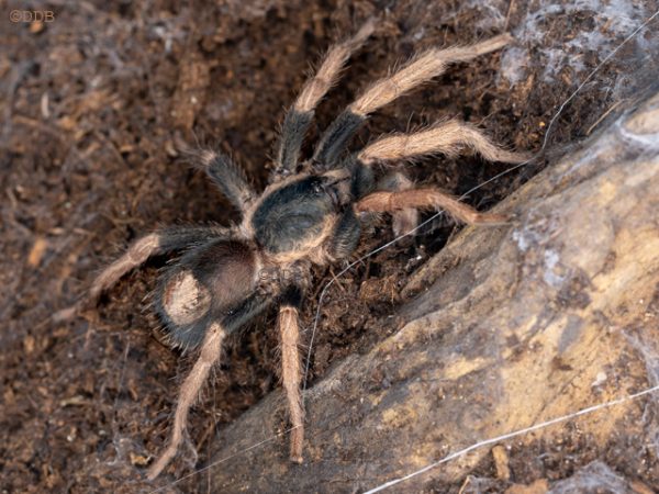 Dwarf Pink Leg Sling Kochiana brunnipes