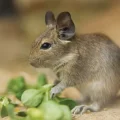 Degu