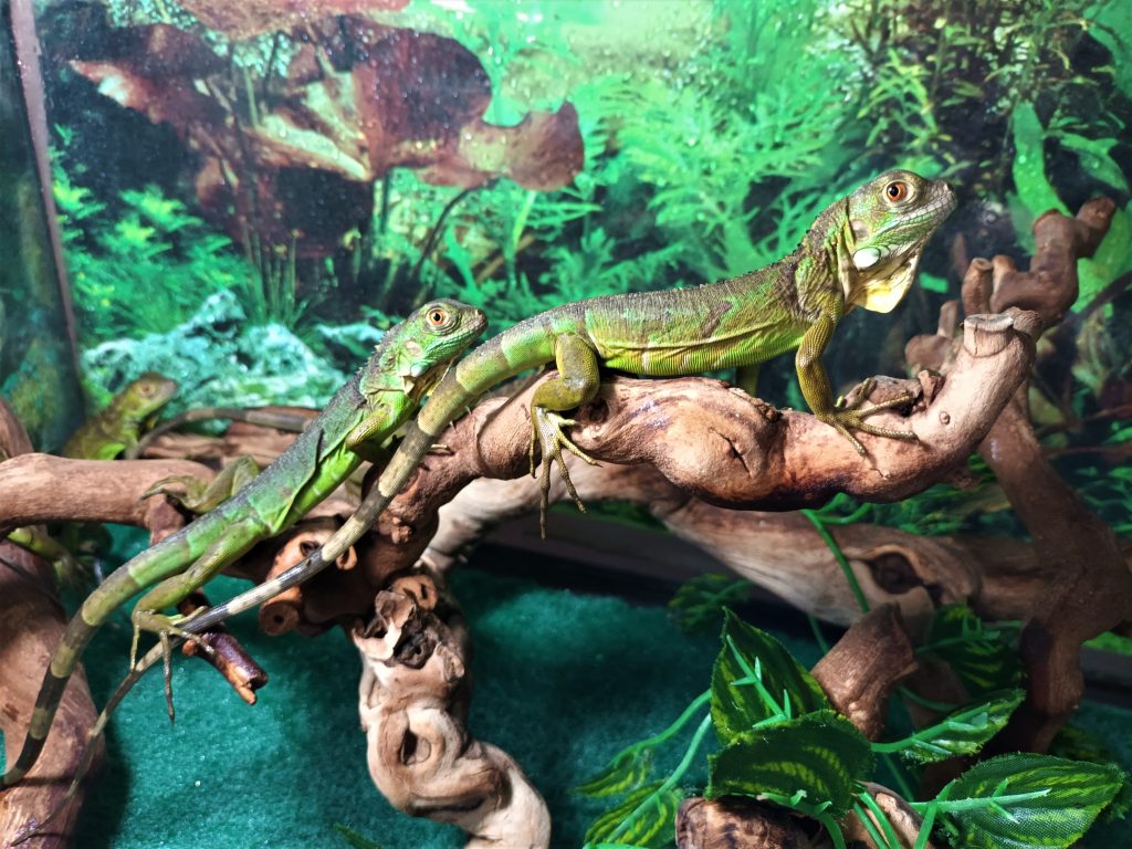 View of Iguana Hatchling - Exotic Pet Store