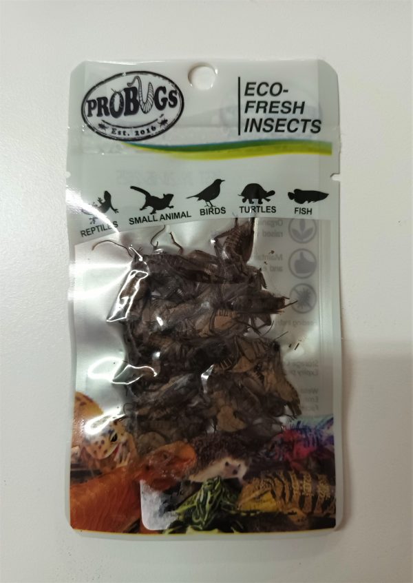 Eco Fresh Insects Crickets Exotic Pet Store