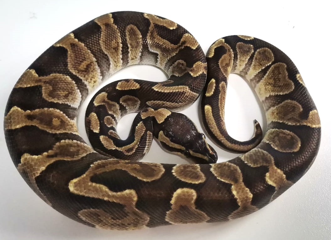Leopard Fire Ball Python Yearling Male – Exotic Pet Store
