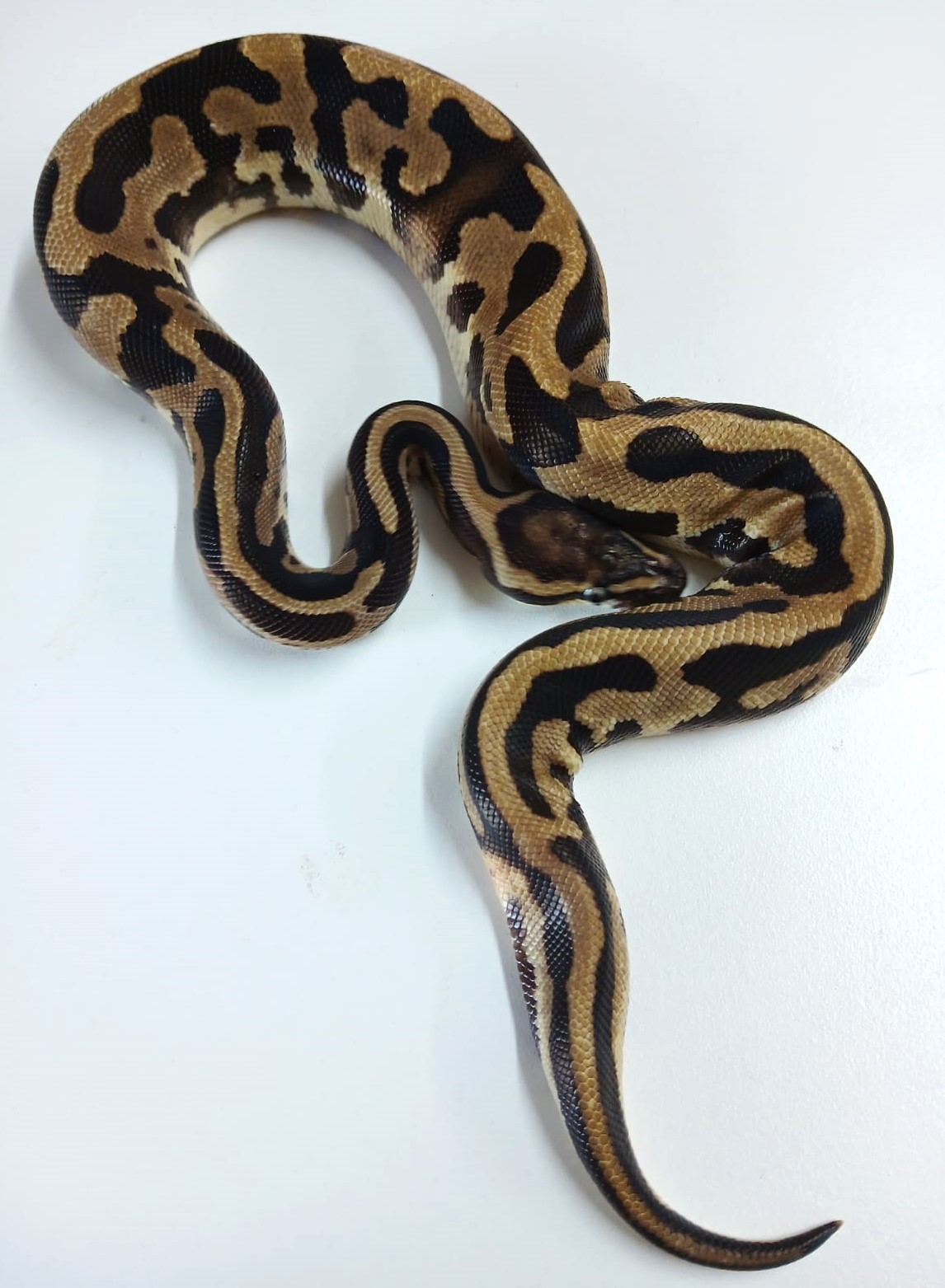 Leopard Ball Python Juvenile – Exotic Pet Store