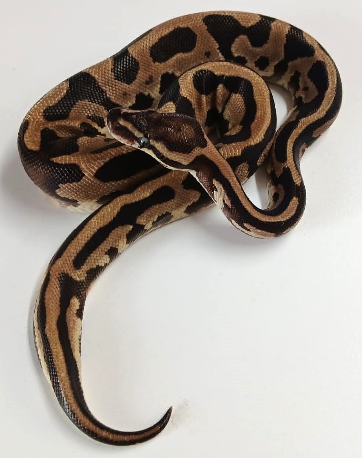 Leopard Ball Python Juvenile – Exotic Pet Store