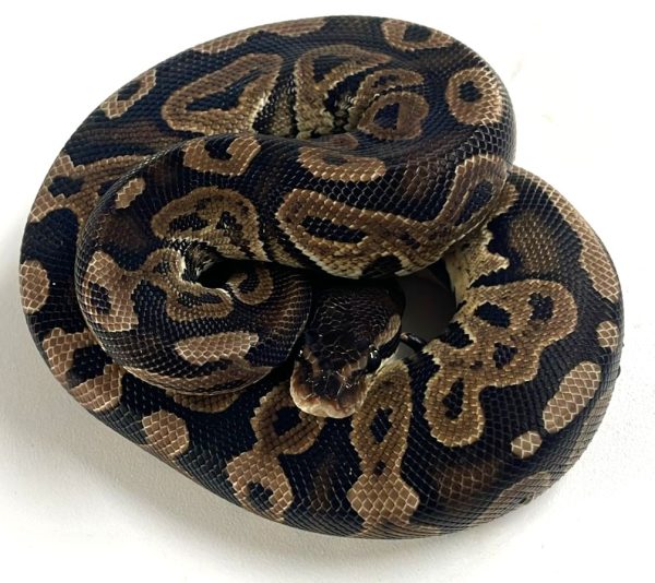 Mojave Ball Python Juvenile Female – Exotic Pet Store
