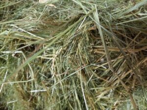 Compressed Hay 1 kg
