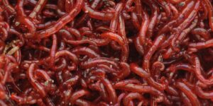Bloodworm (Food 26)