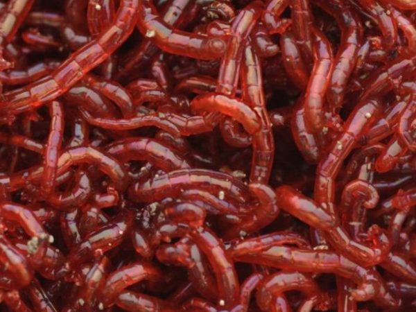 Bloodworm (Food 26)