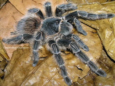 Brazilian Fire Red Lasiodora difficilis