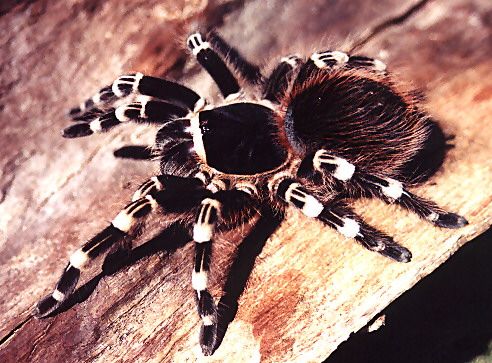 Giant White Knee Acanthoscurria Geniculata Sling