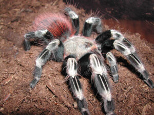 Brazilian Red Lasiodora Benedeni