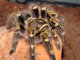 Chaco Golden Knee Sling Grammostola Pulchripes