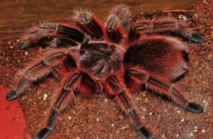 Chilean Rose RCF Grammostola Rosea