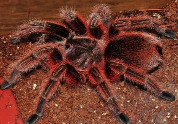 Chilean Rose RCF Grammostola Rosea