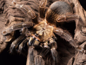 Costa Rican Orange Mouth Psalmopoeus Reduncus