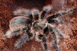 Curly Hair Brachypelma Albopilosum Sling