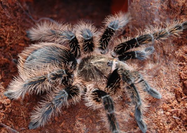 Curly Hair Brachypelma Albopilosum Sling