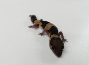African Fat Tail Normal Gecko