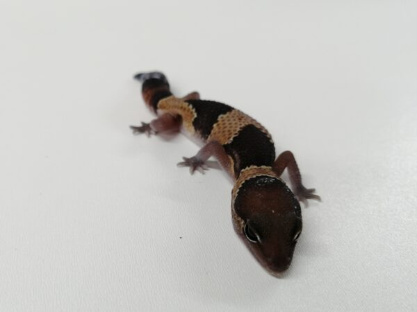 African Fat Tail Normal Gecko