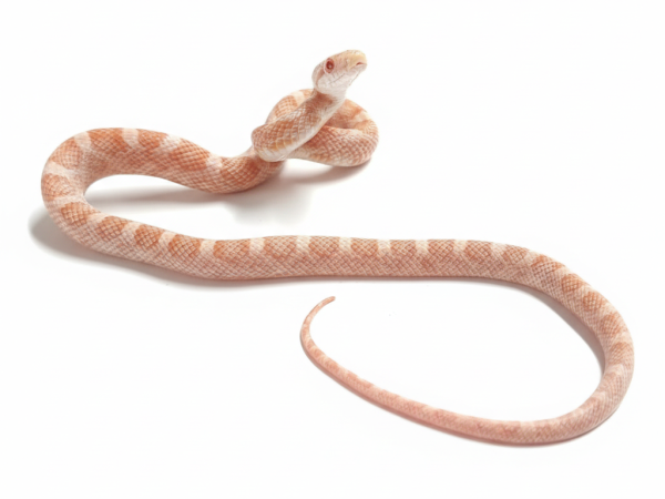 Albino Black Rat Snake