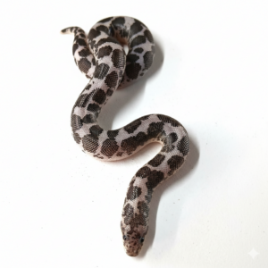 Anery Sand Boa Hatchling